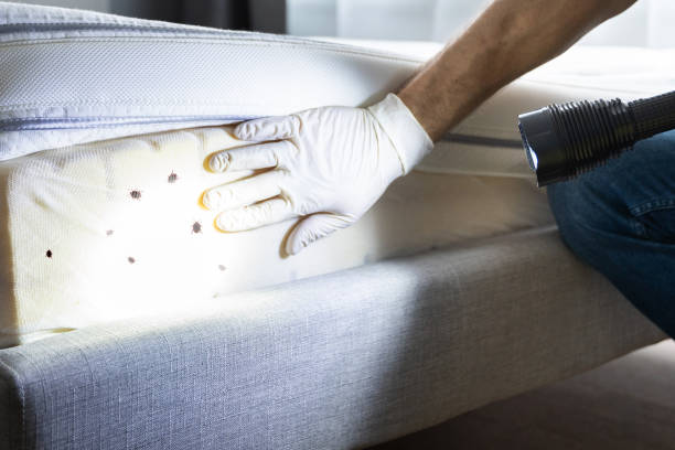 Best Cockroach Control Services  in Temple Hills, MD